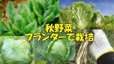 秋野菜の多くはプランターで栽培できます