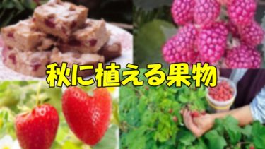 秋に植える果物の植え付けと育てるコツ