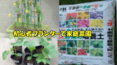 家庭菜園をプランターで行いたい初心者