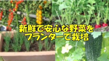 野菜の栽培をプランターで行うときの注意点は