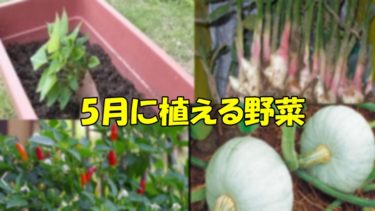 5月に植える野菜をゴールデンウイーク中に作るには