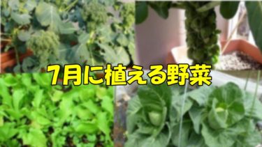 7月に植える野菜、初心者におすすめの苗・種