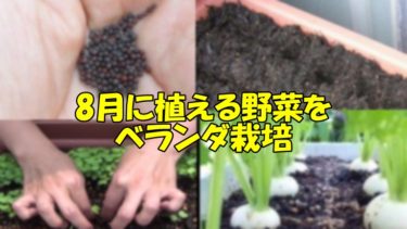 8月に植える野菜は初心者がスタートするベランダ栽培