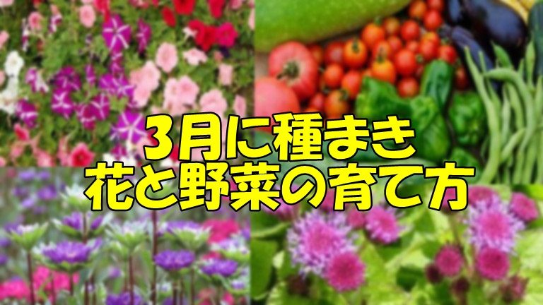 3月に種まきする花と野菜の育て方 初心者 家庭菜園体験記