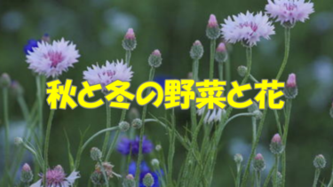 秋と冬に育てる健康野菜は初心者でも栽培が簡単なものが多い