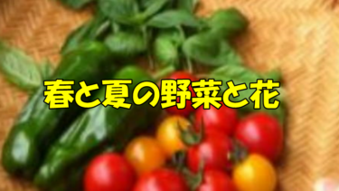 家庭菜園の春から夏に育てる栄養豊富で新鮮な健康食材で体力強化